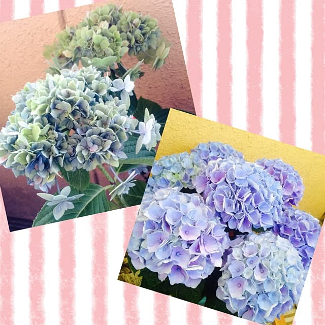 ♡群馬の会♡/会長不在(இɷஇ )/紫陽花バカ♥/紫陽花/紫陽花仲間入り♡...などのインテリア実例 - 2014-06-17 06:25:31