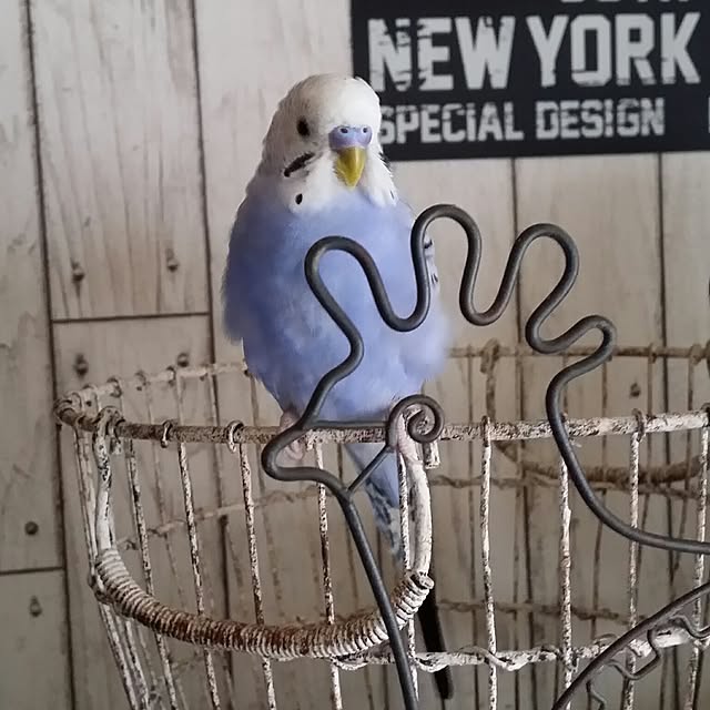 karinさんの実例写真