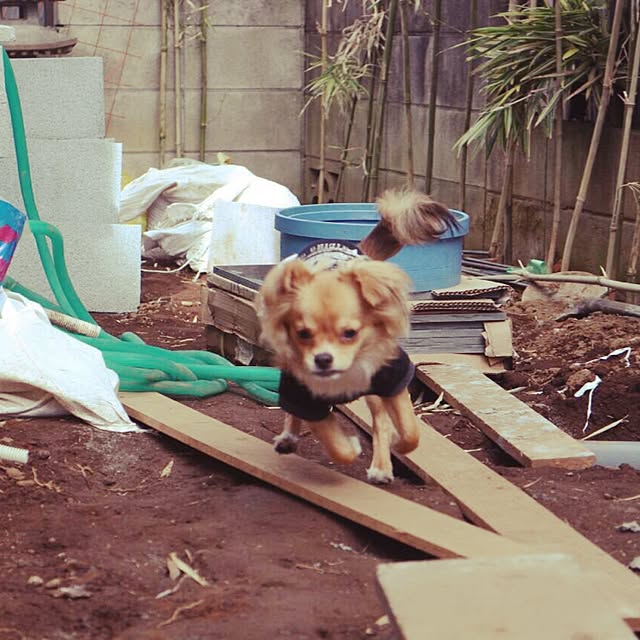 kokepapaさんの実例写真