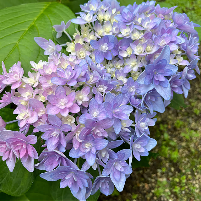 buchiさんの実例写真