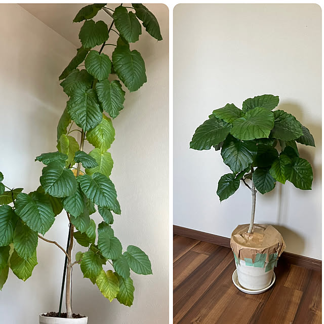 troisさんの部屋