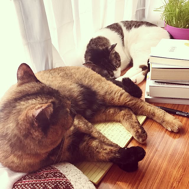 実例写真