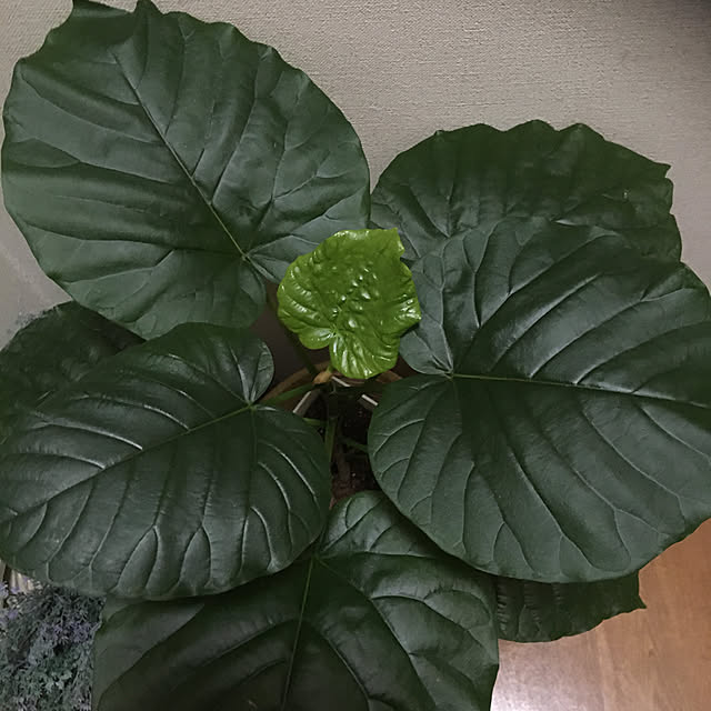 chIoeさんの実例写真