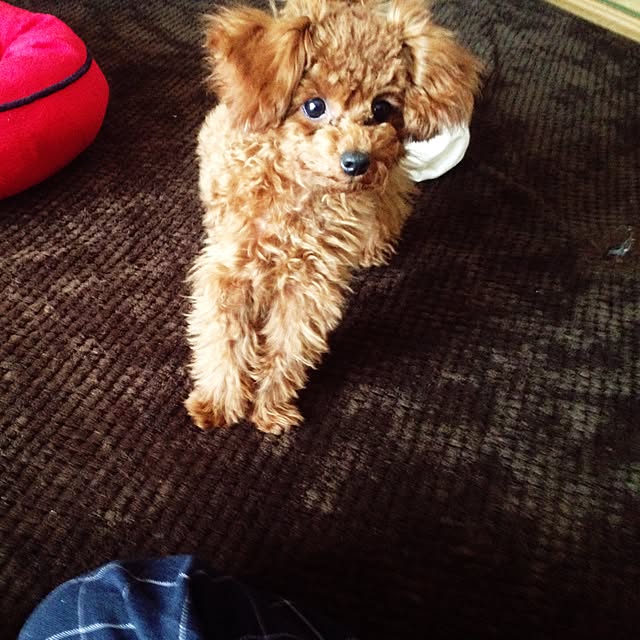 ekochan0916さんの実例写真