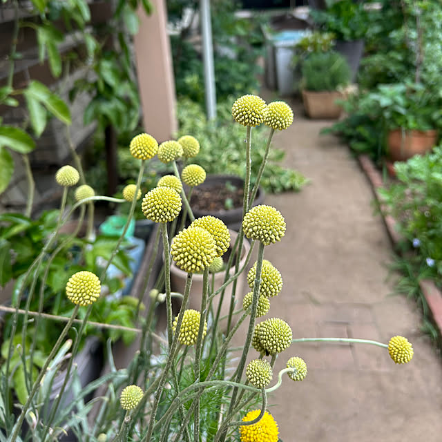 botanさんの実例写真