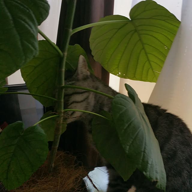 yumiさんの実例写真