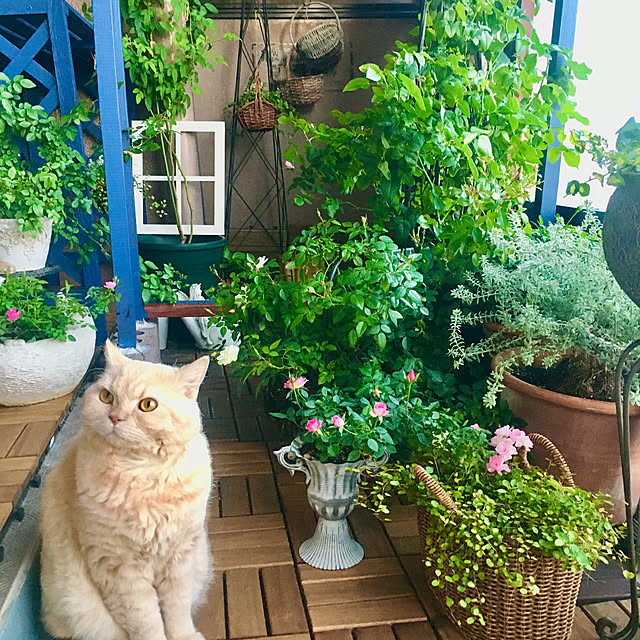 naokoさんの部屋