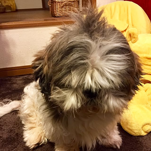 butachanさんの実例写真