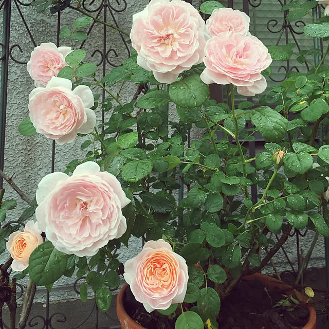 greenroseさんの実例写真