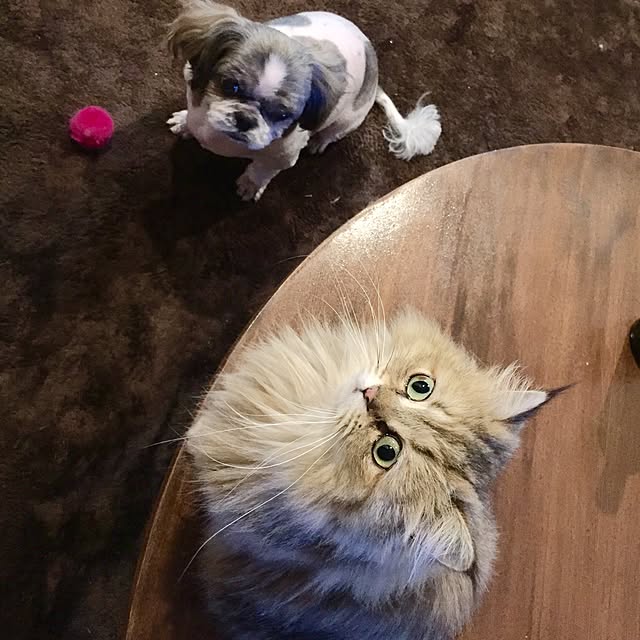 butachanさんの実例写真