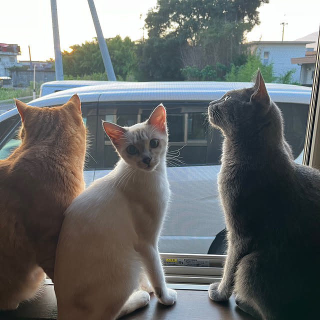 nekoさんの部屋