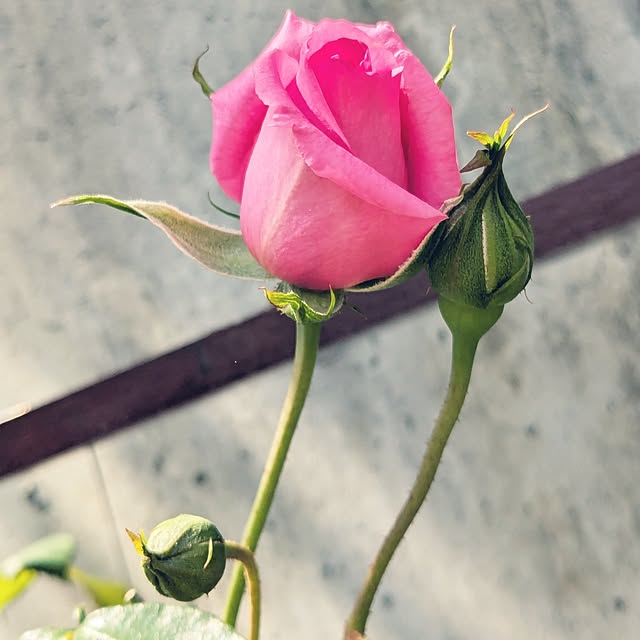 kazuさんの実例写真