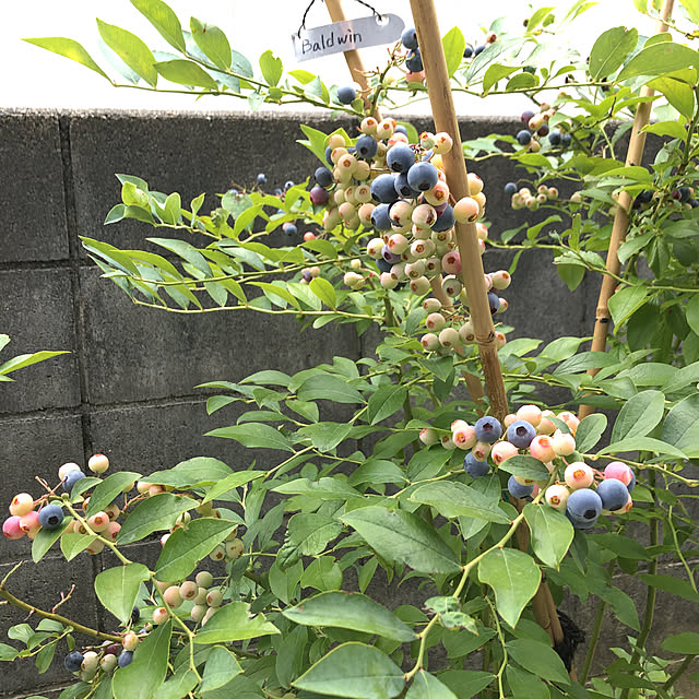 amejamさんの実例写真