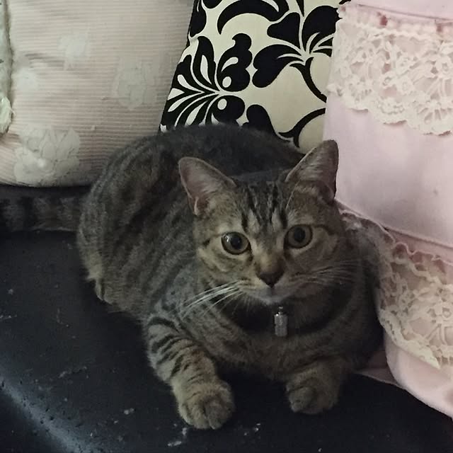 catwomanさんの実例写真
