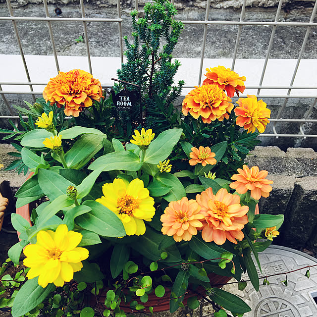 Maryさんの実例写真