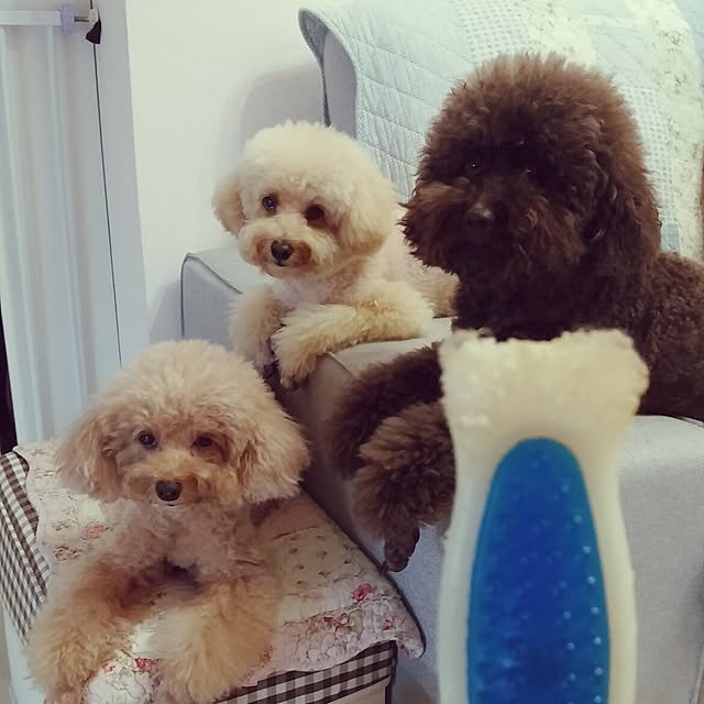 Karkeeさんの実例写真