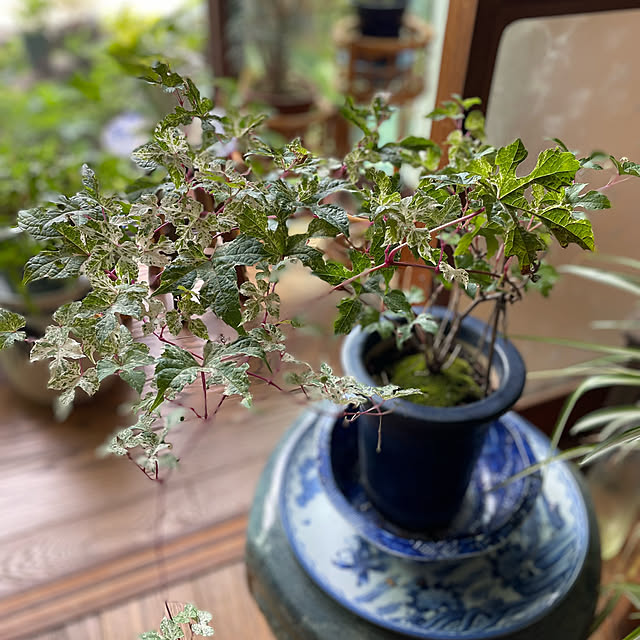 buchiさんの部屋