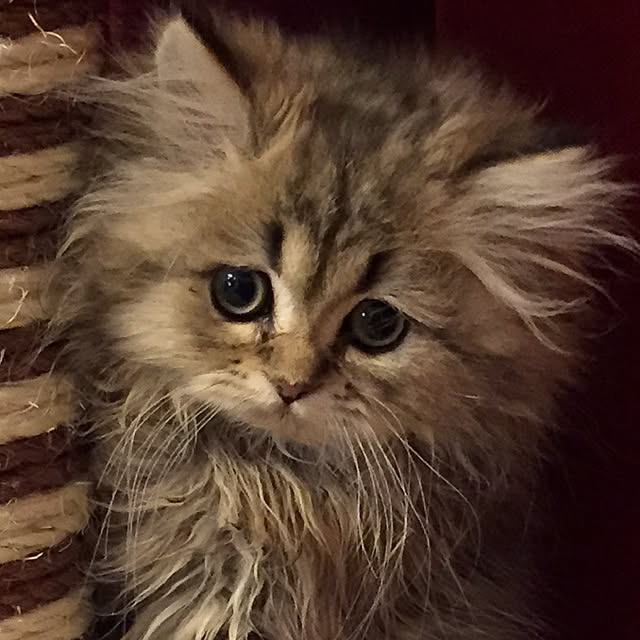 butachanさんの実例写真