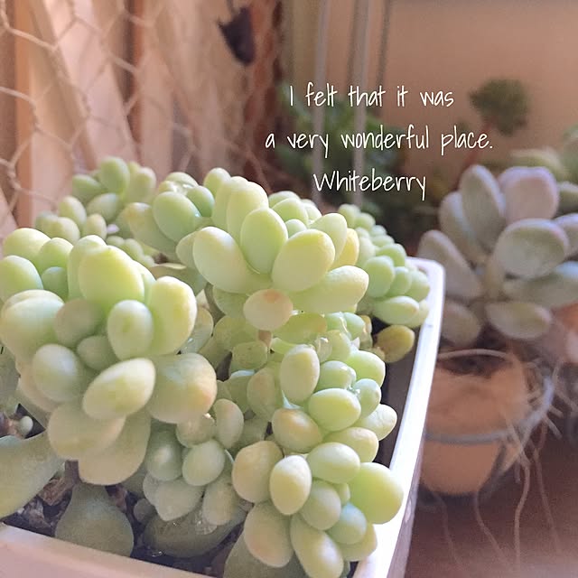 Whiteberryさんの実例写真
