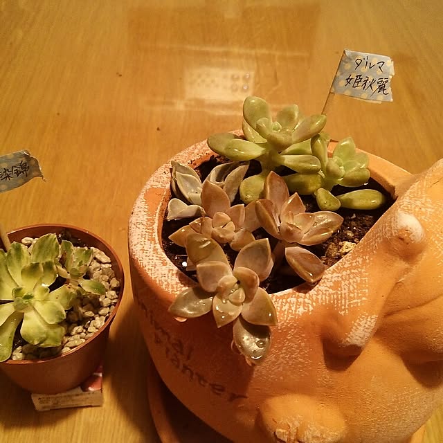 VERANDARJUNさんの実例写真
