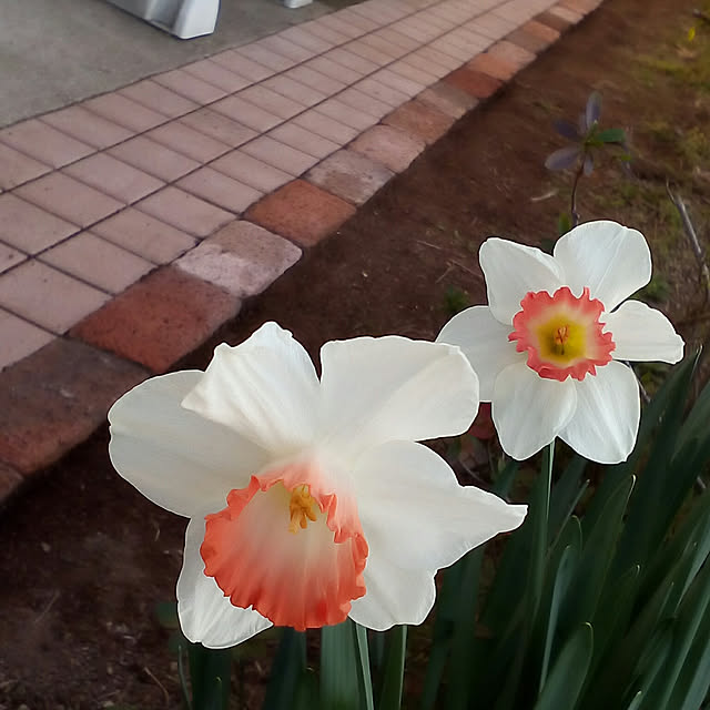 mariagardenさんの実例写真