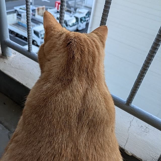 toramamaさんの部屋