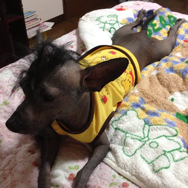 Kumikoさんの実例写真