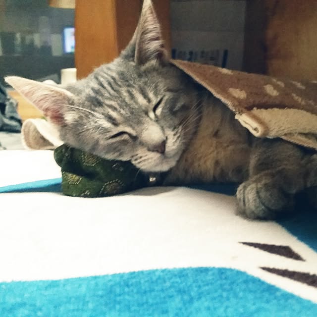 oyumiさんの実例写真