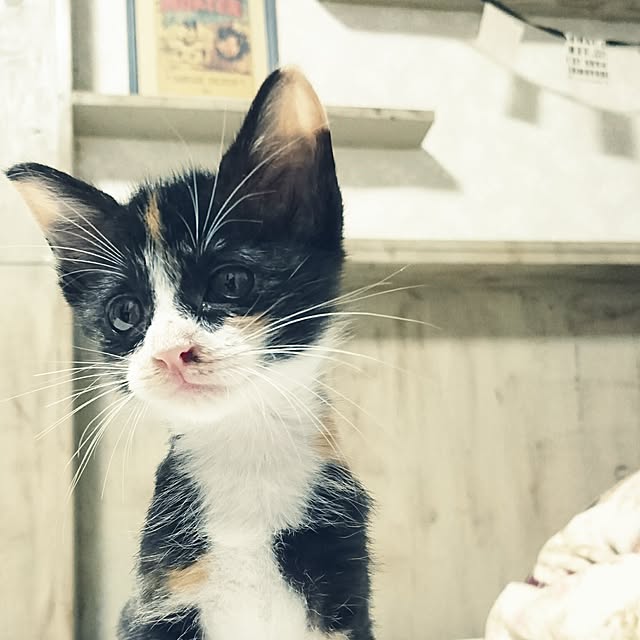 annさんの実例写真