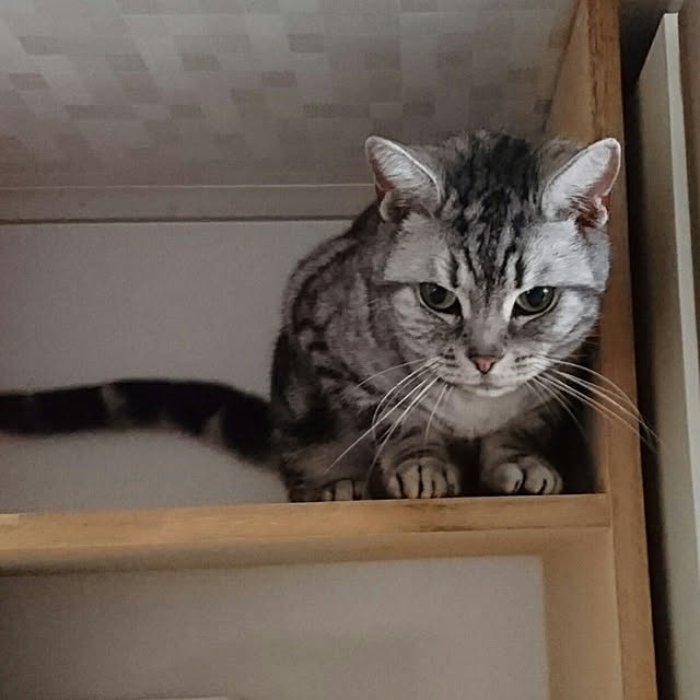 ronさんの実例写真