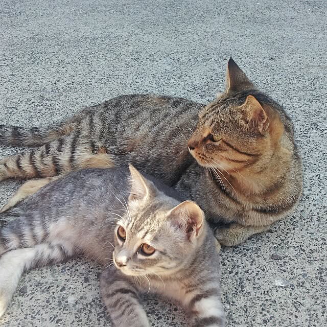 toさんの実例写真