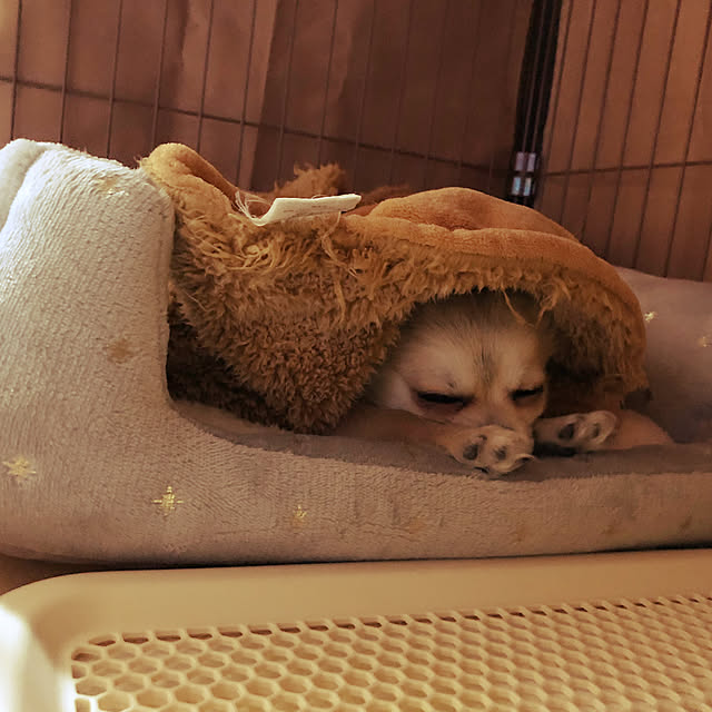 umiさんの実例写真