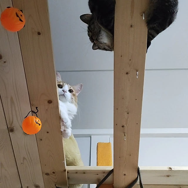 mori_6_12さんの実例写真