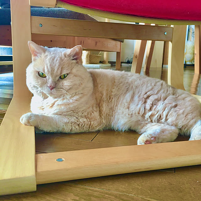 naokoさんの実例写真