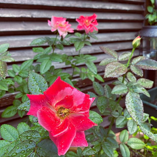 RoseLife5818さんの実例写真