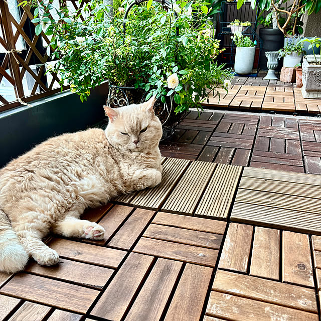 naokoさんの部屋