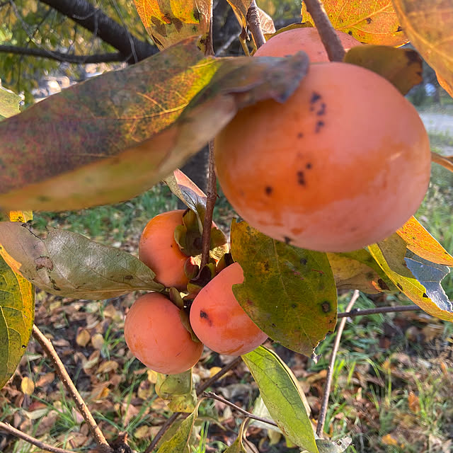 na-chanさんの部屋