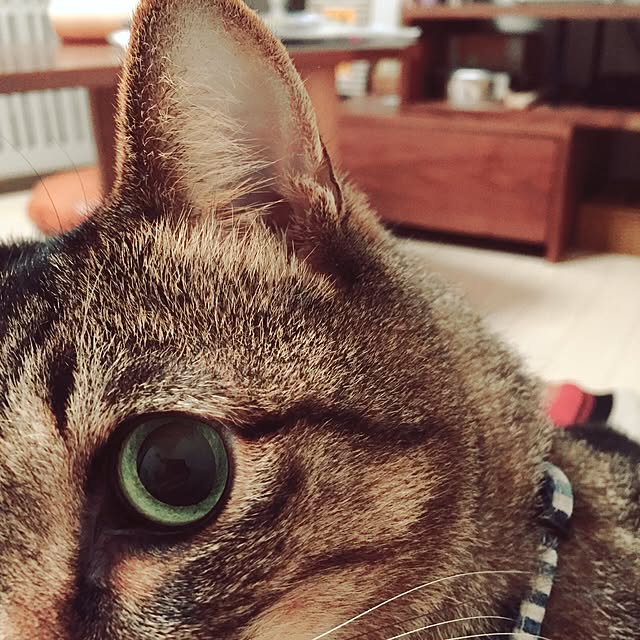 neopipeさんの実例写真
