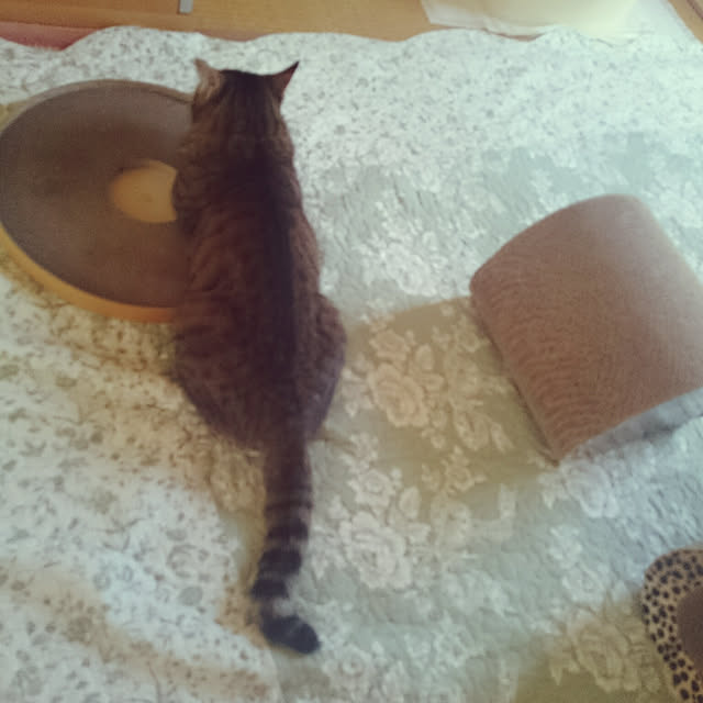 lilyさんの実例写真
