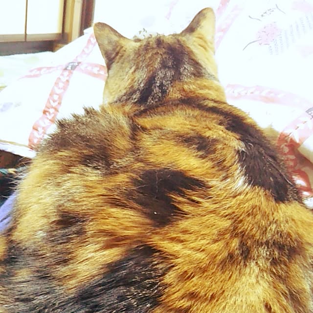 yukieさんの実例写真