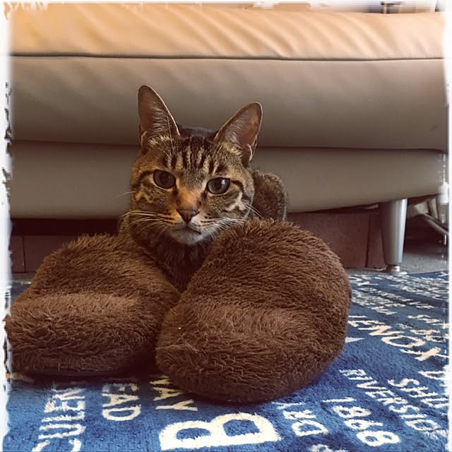 shigimiさんの実例写真