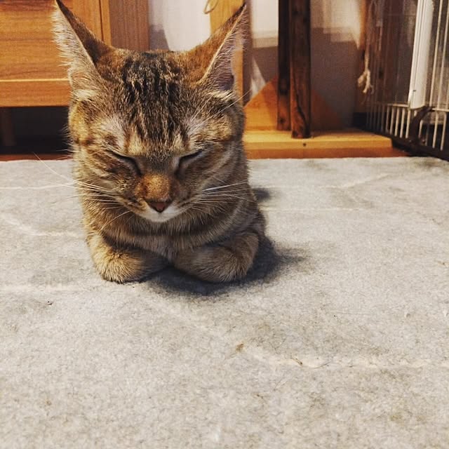 mamekoさんの部屋