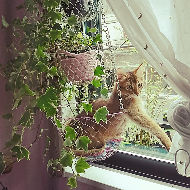 poniさんの実例写真