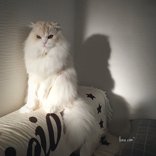 luna.comさんの実例写真
