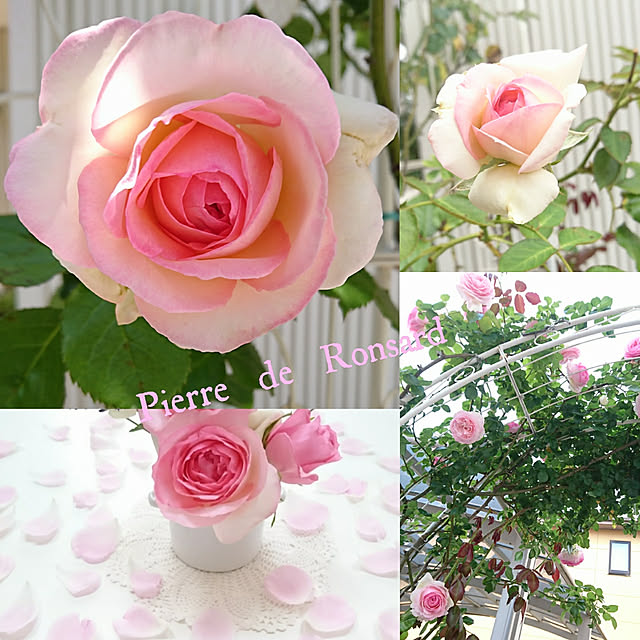 fleur-mamanさんの実例写真