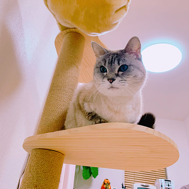 Chimoko0307さんの実例写真