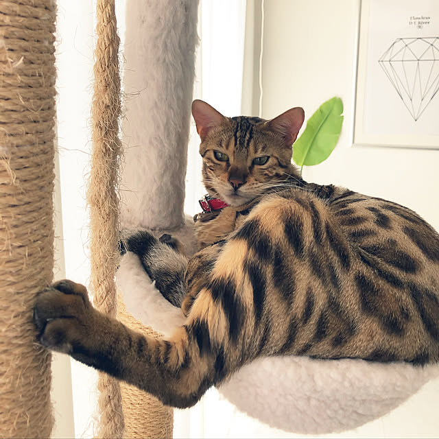 iranさんの実例写真
