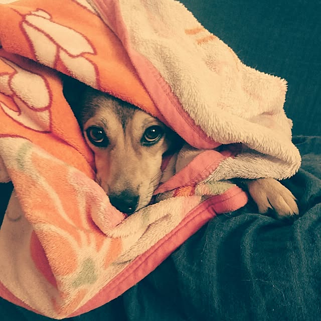andさんの実例写真