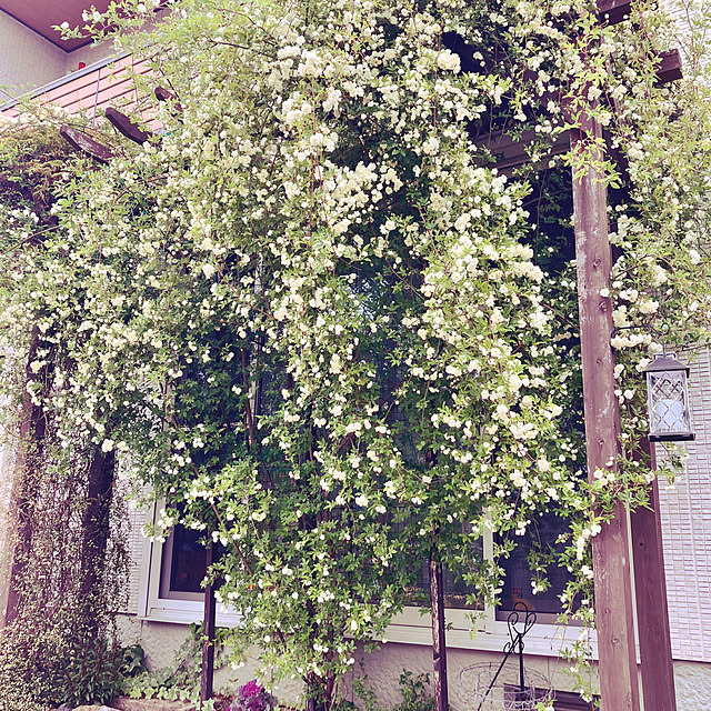 machaさんの実例写真