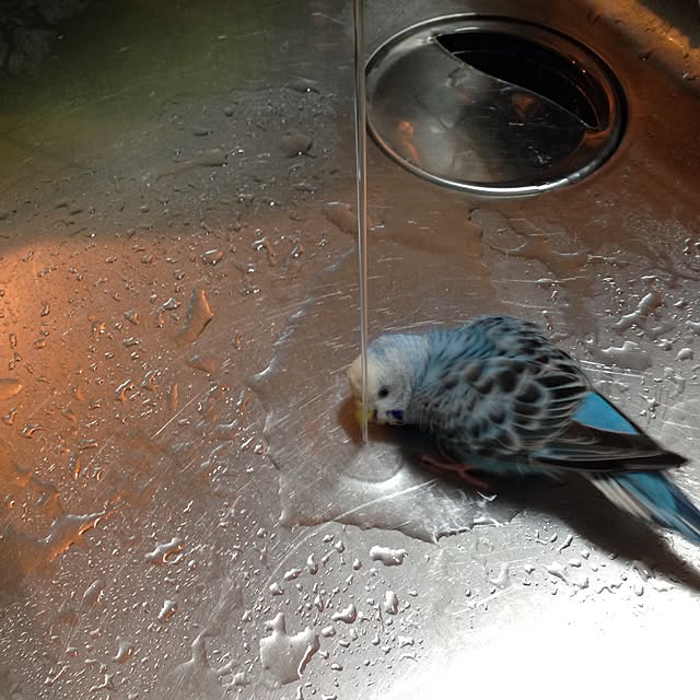Rikoさんの実例写真